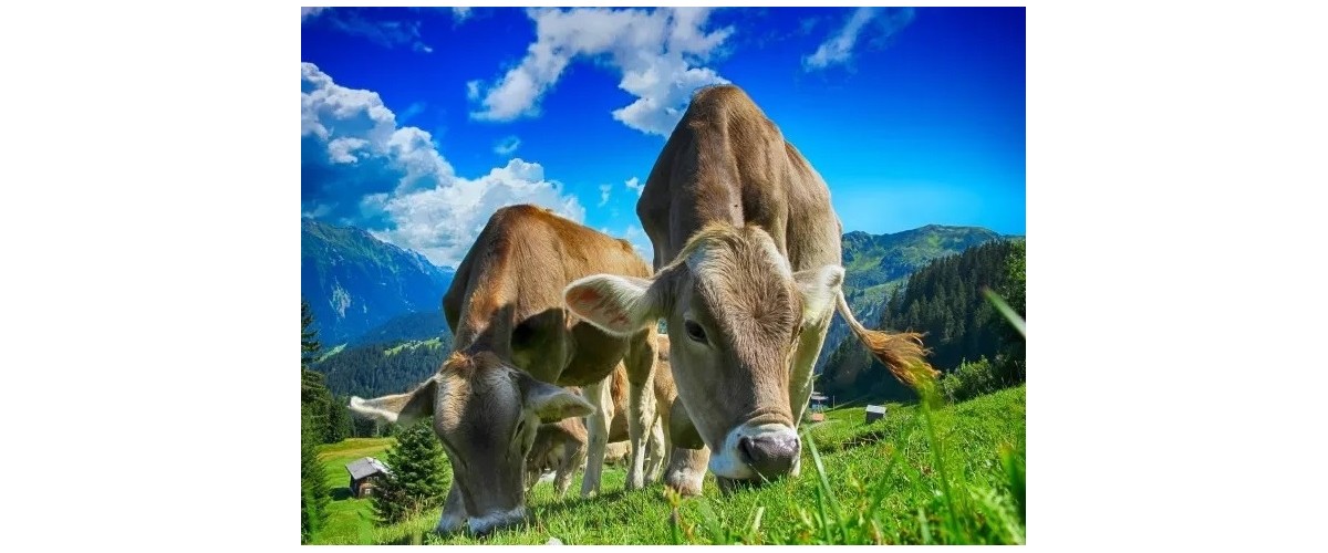 Efektywna hodowla bydła mlecznego – sprawdź, od czego musisz zacząć!
